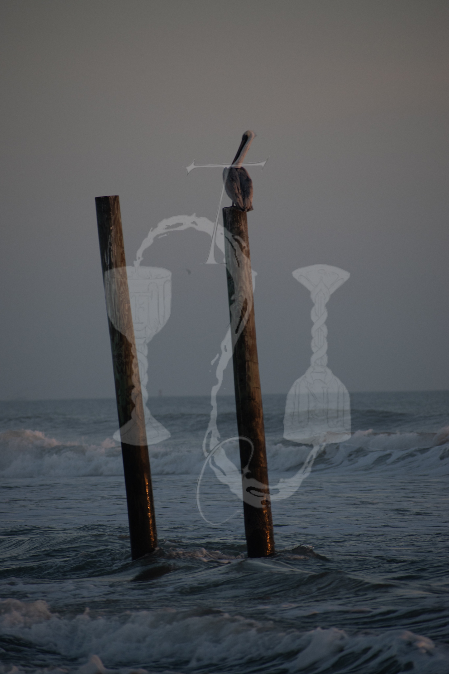brown pelican at St. Pete - print