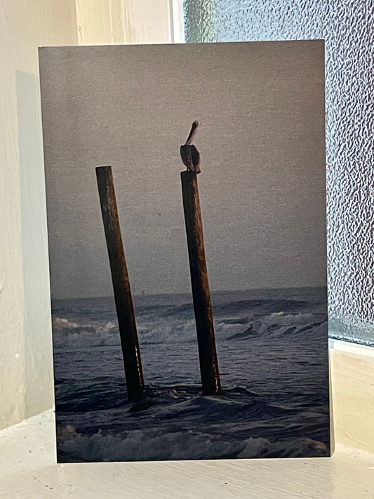 brown pelican at St. Pete - print