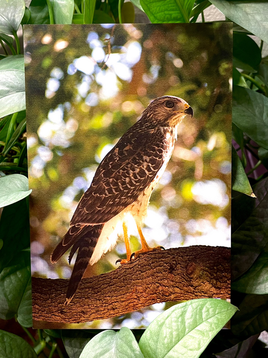 peregrine falcon friend ! print